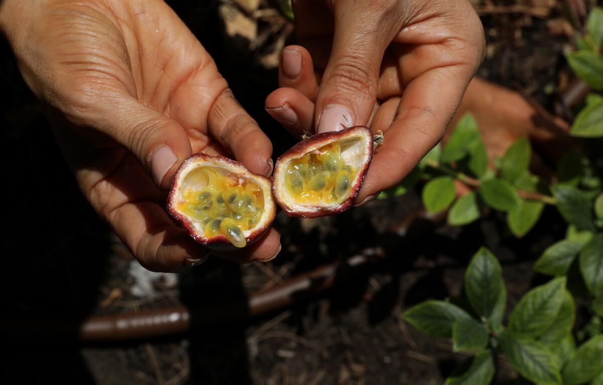 Rainbeau Mars opens some passion fruit from her yard. 