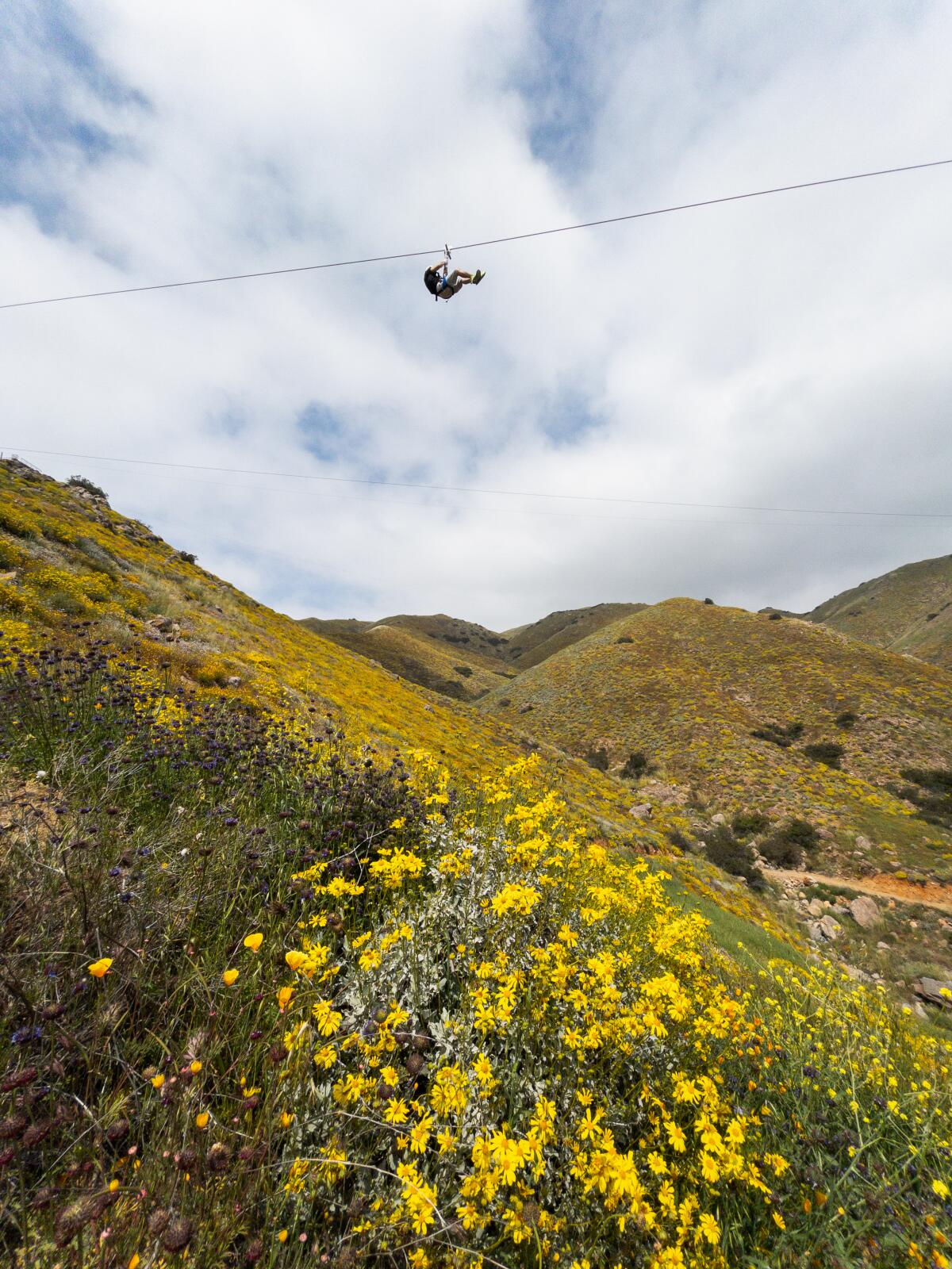 A zip-liner sails above wildflowers