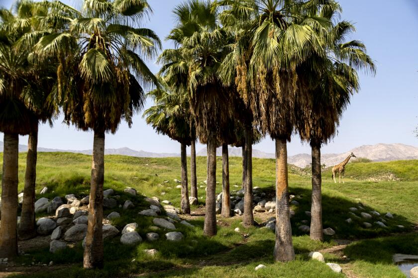 PALM DESERT, CA - SEPTEMBER 15, 2020: A giraffe stands on the green hillsides in its habitat at the Living Desert Zoo and Gardens on September 15, 2020 in Palm Desert, California. The giraffes needs just under 9 hours of sleep per day and are known as the "Watchtowers of the Savannah" because coexisting species look to the giraffe as indicators of safety. The zoo is open 7am-1:30pm .On October 1, the hours are 8am - 5pm. (Gina Ferazzi / Los Angeles Times)