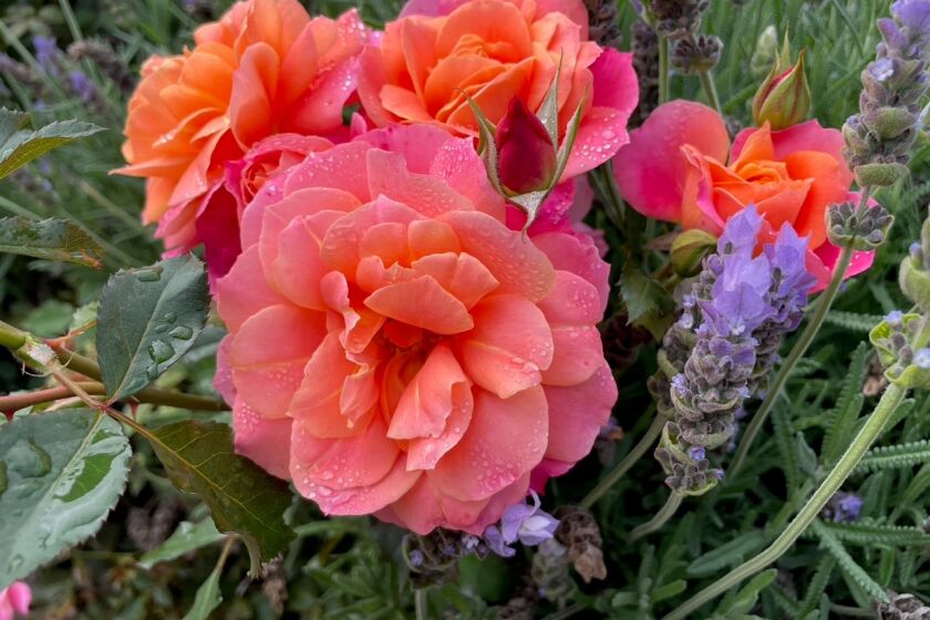 'Disneyland' is a floribunda that has eye-catching blooms with copper, apricot, orange and pink tones.