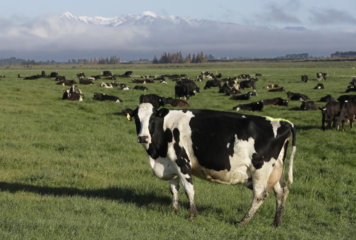 FILE - Dairy cows graze on a farm near Oxford, New Zealand, on Oct. 8, 2018. New Zealand scientists are coming up with some surprising solutions for how to reduce methane emissions from farm animals. (AP Photo/Mark Baker, File)
