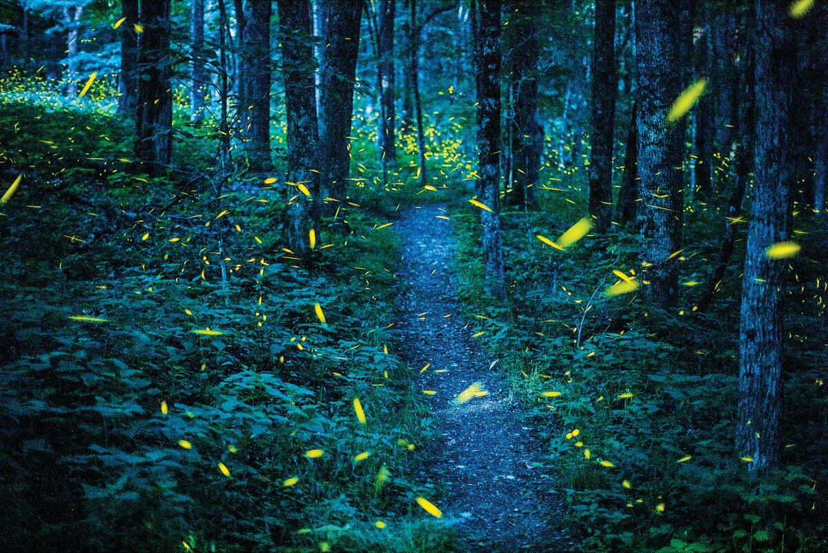 In the Great Smoky Mountains, fireflies have become a source of tourism —  and solace - The San Diego Union-Tribune