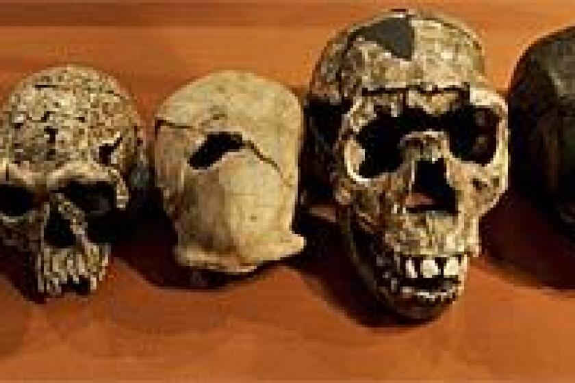 Plaster casts of skulls, from left to right, of the earliest fossil finds of humanoids to modern man at the National Museum of Kenya in Nairobi, November 8, 2007.