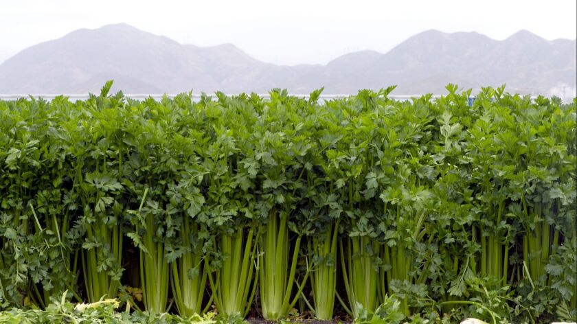 Mission celery growing at Deardorff Family Farms in Oxnard.