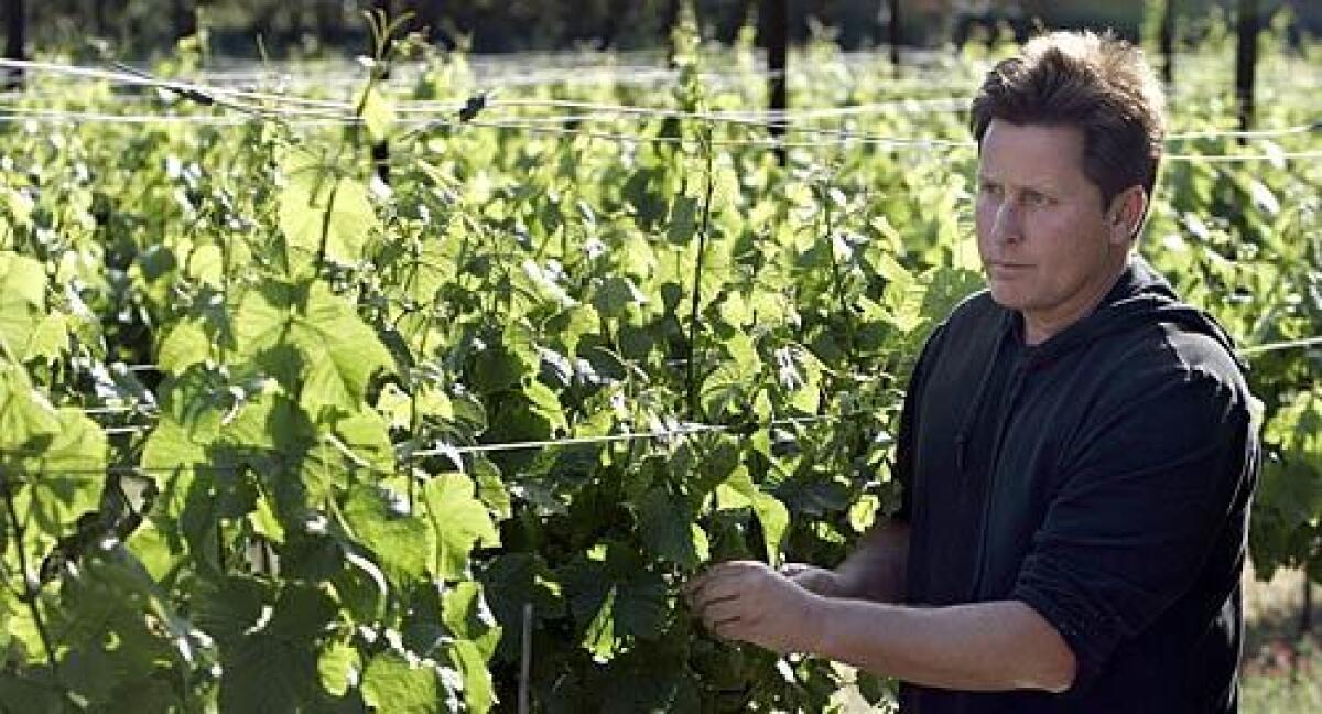 TRYING HIS HAND: Actor and director Emilio Estevez's half-acre Pinot Noir vineyard surrounds his Malibu home. Total vineyard acreage in the Malibu area is small, with about 150 acres, planted to wine grapes, but the number of vineyards in and around Malibu has more than quadrupled in five years.