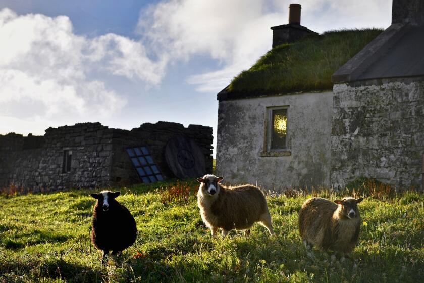 FOULA, SCOTLAND - SEPTEMBER 29: Sheep graze beside an old cottage on the Island of Foula on September 29, 2016 in Foula, Scotland. Foula is the remotest inhabited island in Great Britain with a current population of thirty people and has been owned since the turn of the 20th century by the Holbourn family. (Photo by Jeff J Mitchell/Getty Images)