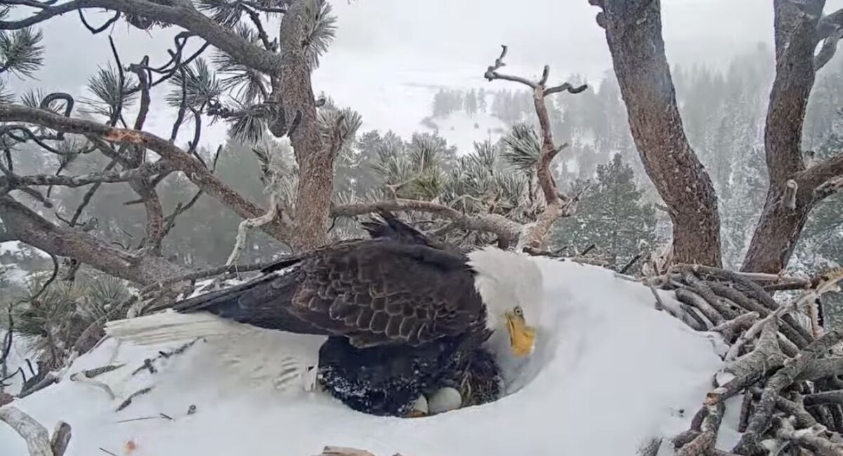 A bald eagle sits in her nest keeping two eggs warm while it snows.