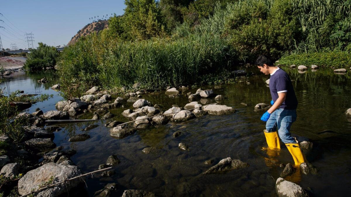 Nelson Chabarria collects water samples from the L.A. River.