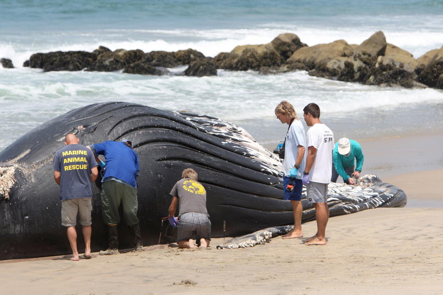 Photo Gallery: Dead Humpback whale washes up on shore at Dockweiler State Beach