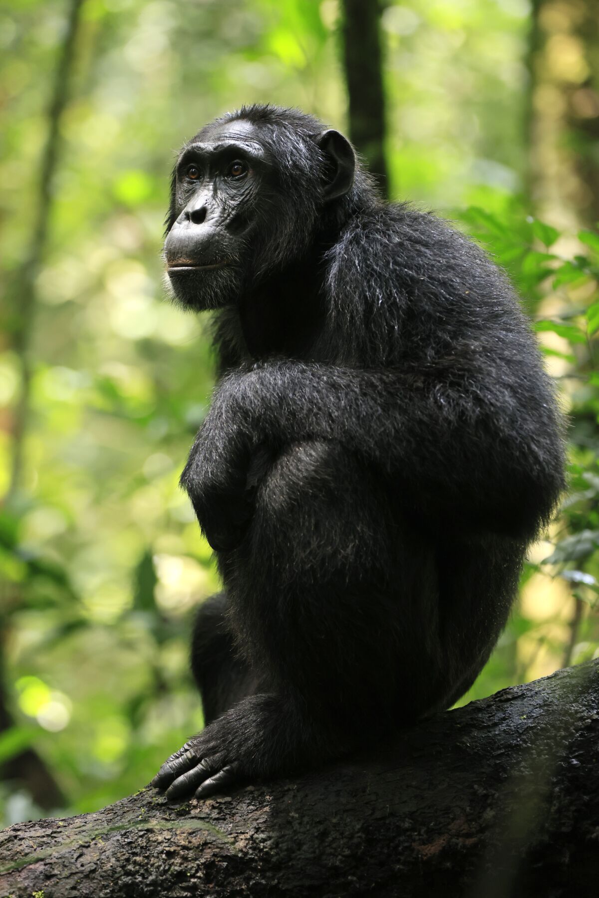 A chimpanzee poised on a tree limb