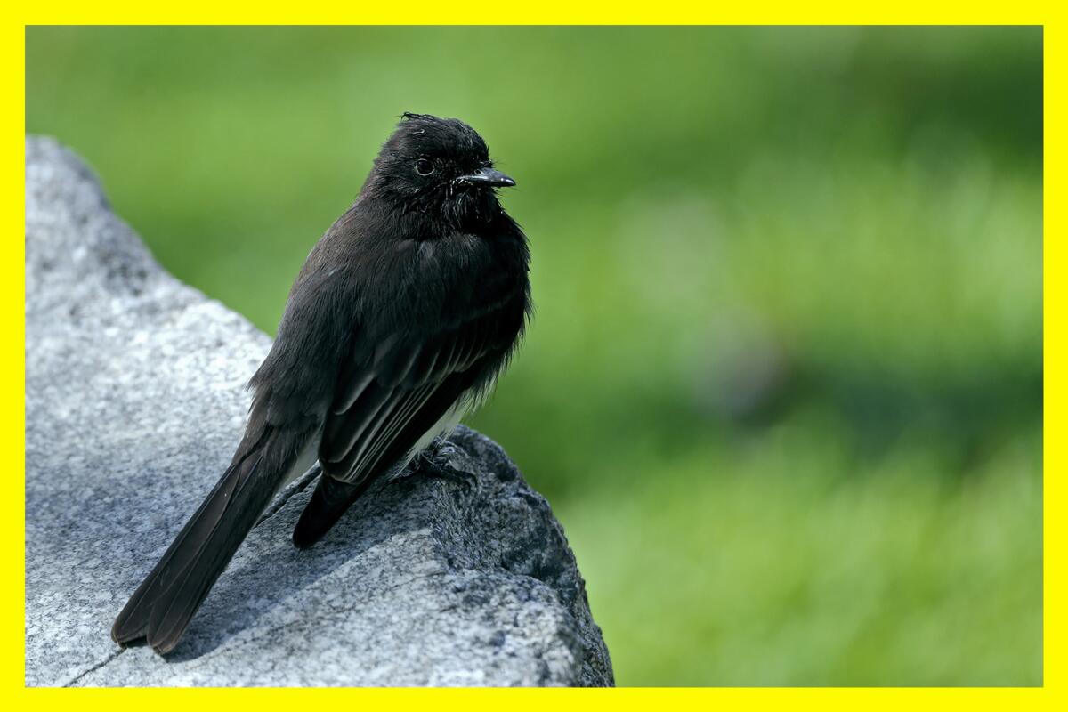 A small black bird perched  on a rock