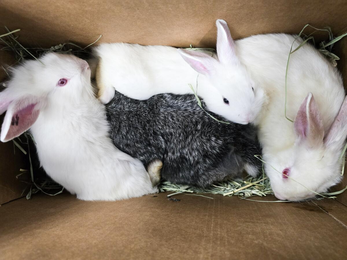 Hundreds of rabbits were rescued from a home in Granada Hills on Feb. 24 and 27