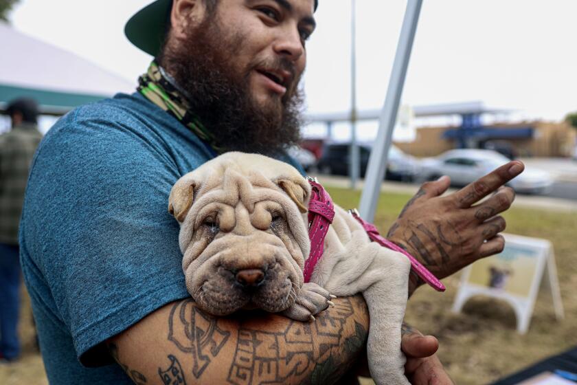 Eric Flores holds his Shar-Pei Luna at a pop up dog fair at Memorial Park in Logan Heights on Saturday, September 25, 2021. Elizabeth "Lizzie" Rodriguez started organizing this events because she lost her dog and in her search for her puppy, she realized that low income neighborhoods need more resources for their pets. She wants to eventually push for a dog park in Logan Heights.(Photo by Sandy Huffaker for The San Diego Union-Tribune)
