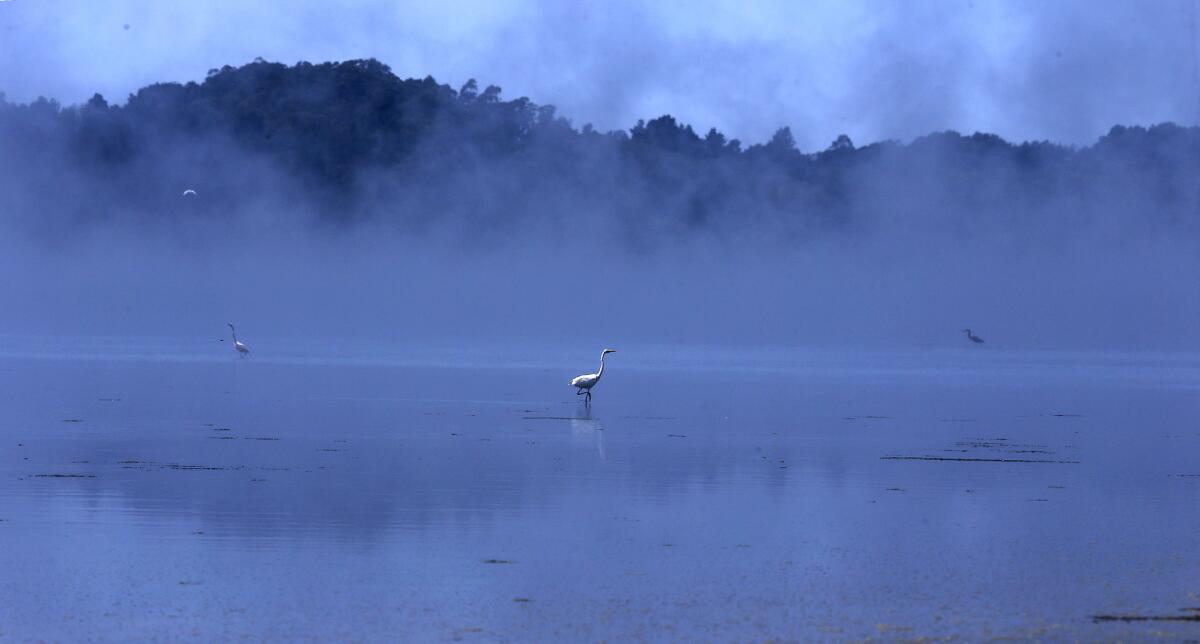 An egret searches for breakfast on a foggy morning at Bolinas Lagoon Nature Preserve.
