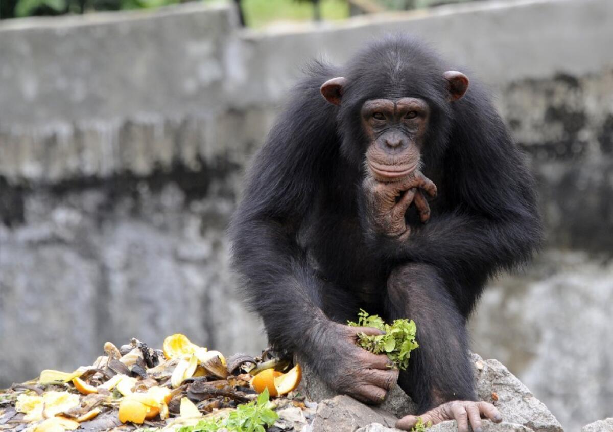 A chimpanzee holds lettuce at the zoo in Abidjan, Ivory Coast on June 12, 2014. New research on wild chimpanzees in Guinea shows that the apes can regularly consume alcohol.