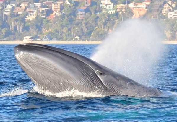 Whale Watching in Newport Beach