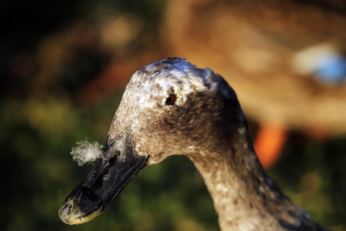 An older duck with apparent eye issues at Mile Square Regional Park. 
