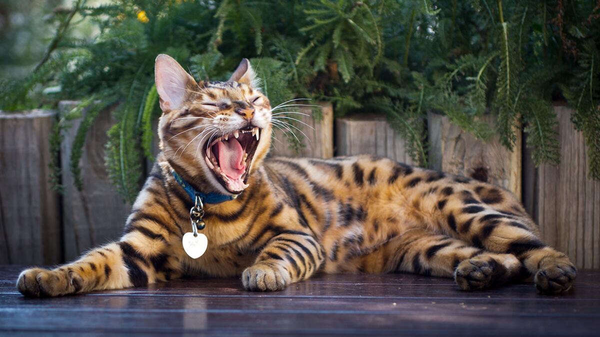 Is Cat Breeding a Good Business? Profitable Insights Revealed