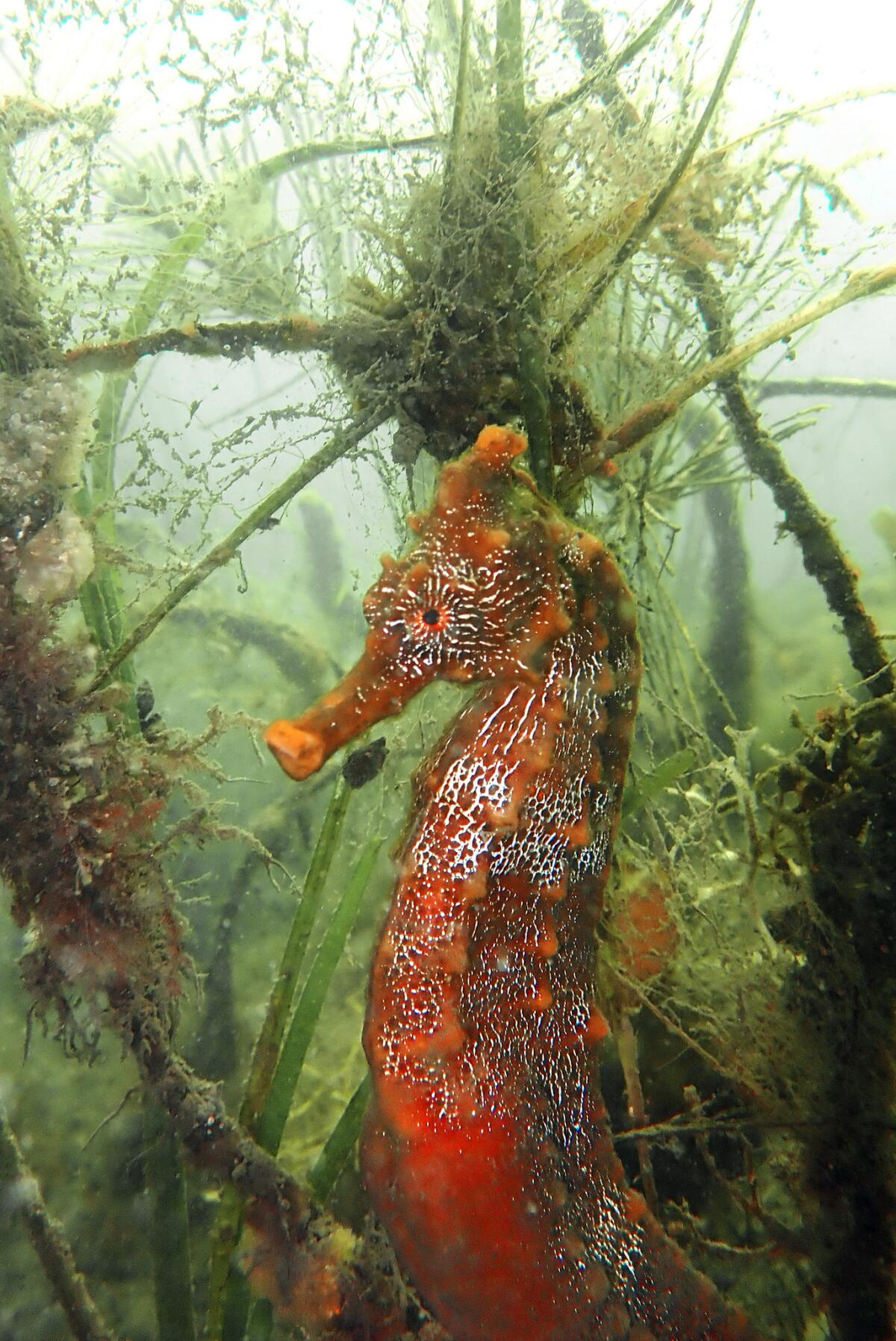 Deep Blue is one of the seahorses that Rog Hanson is studying.