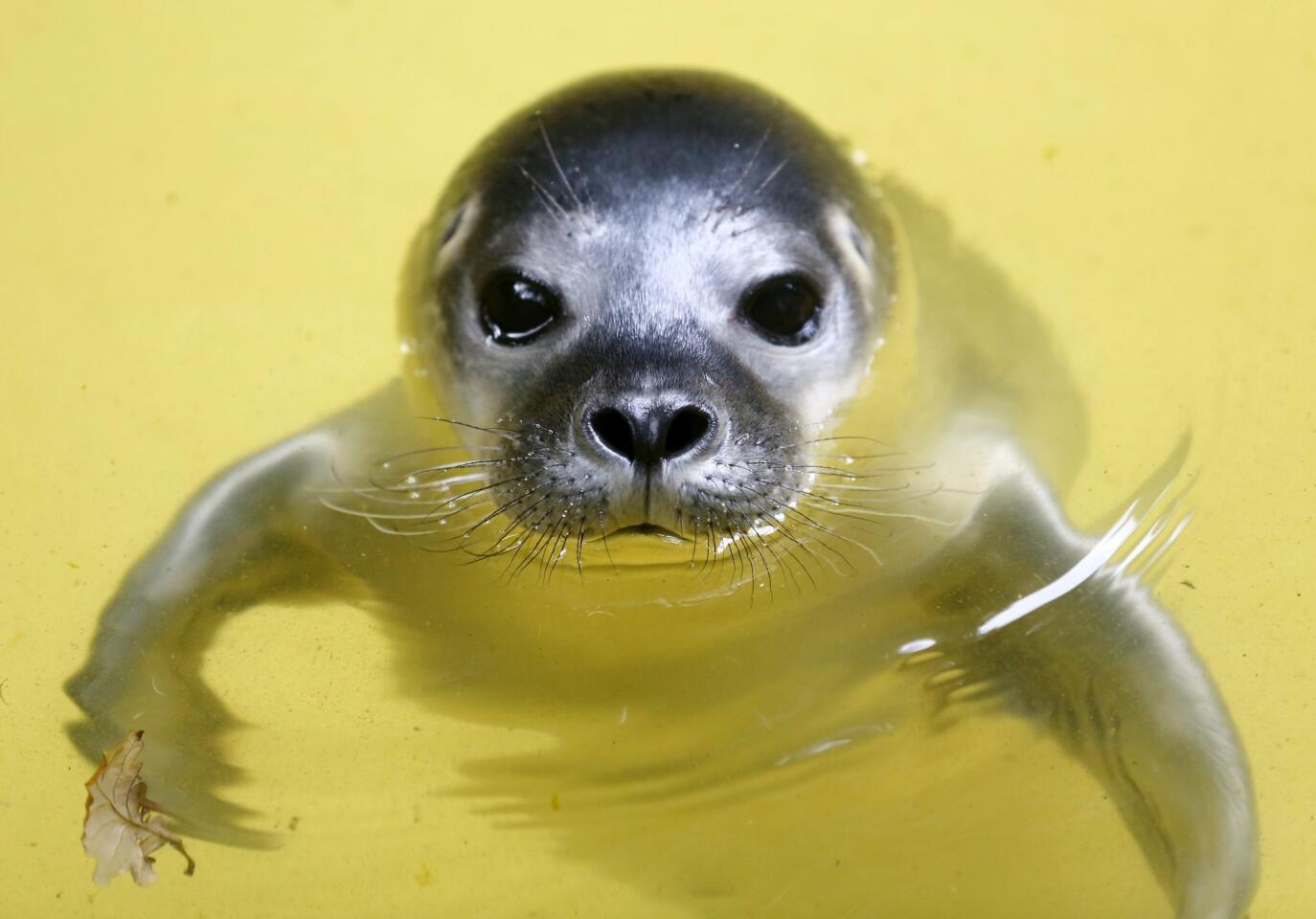 A 5-day-old baby seal swims at a zoo in Duisburg, Germany, on June 28, 2016.