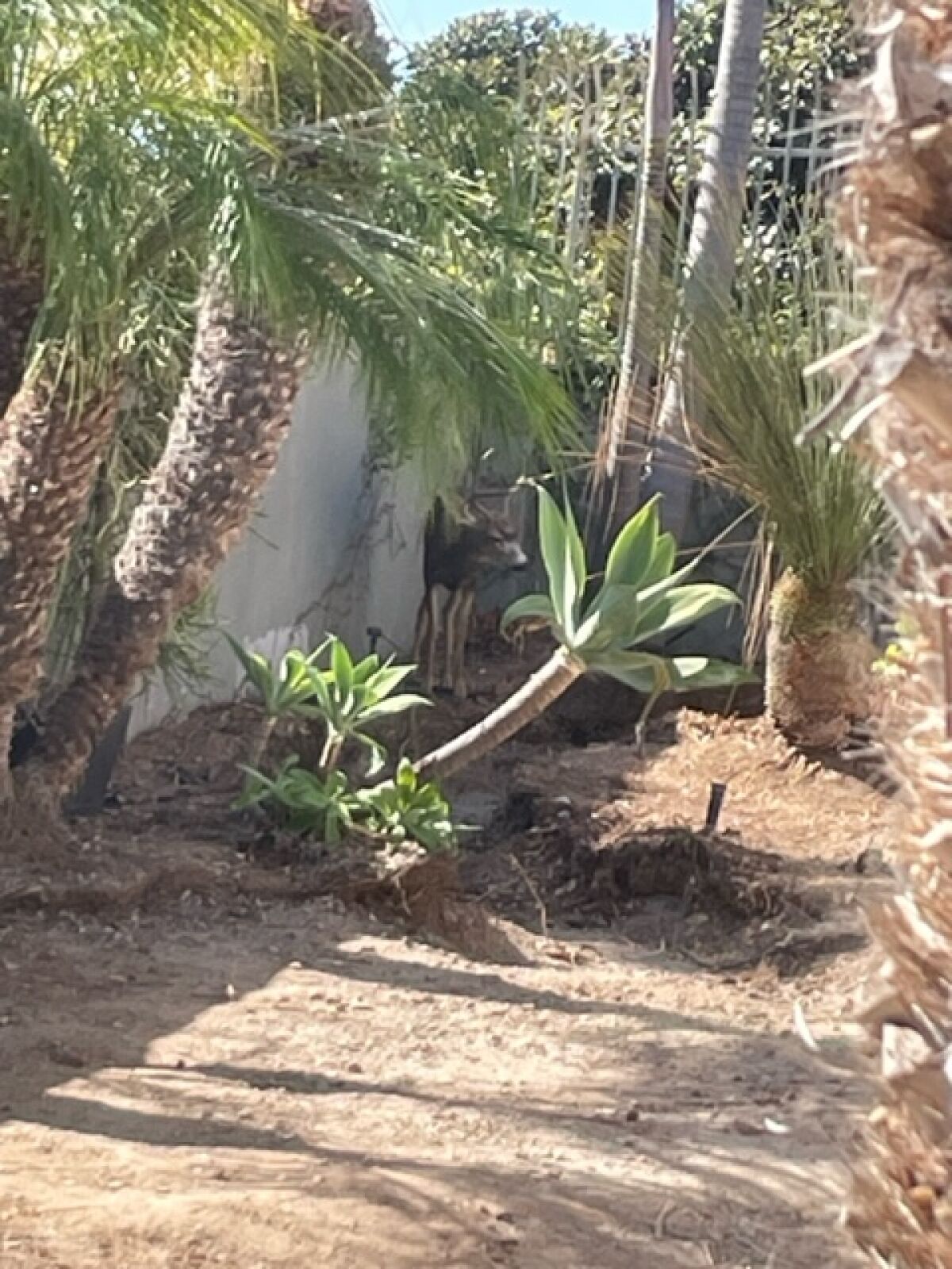 A deer rests in the backyard of an Emerald Bay home. The deer was first spotted offshore at Aliso Beach on Sunday morning.