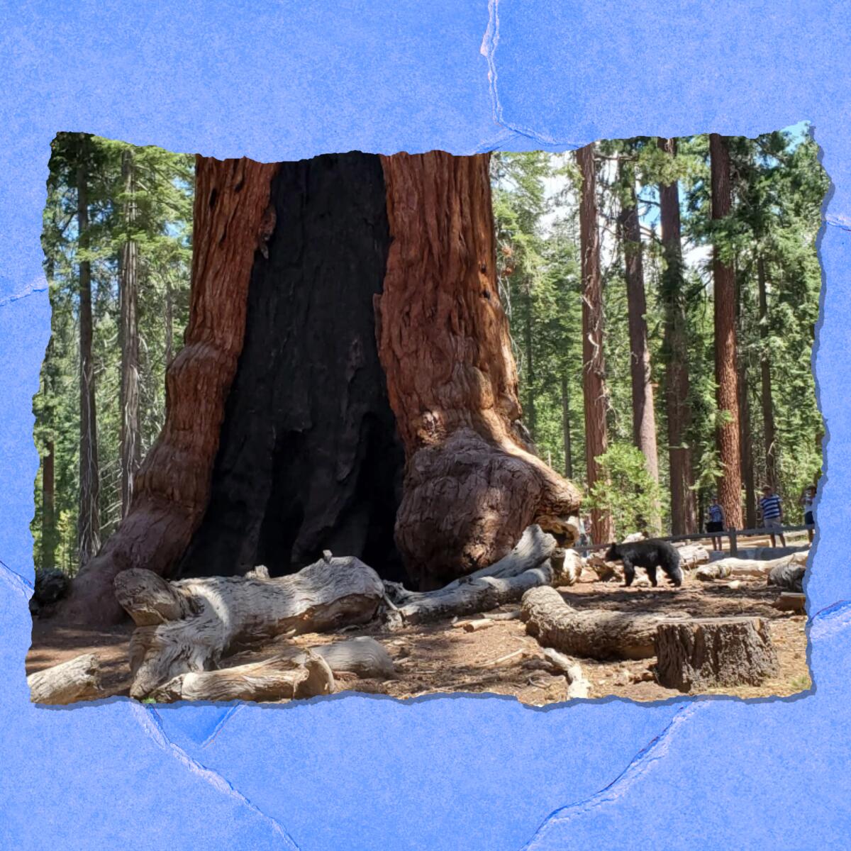 A brown bear is dwarfed by a huge tree in a forest. In the background are two people.