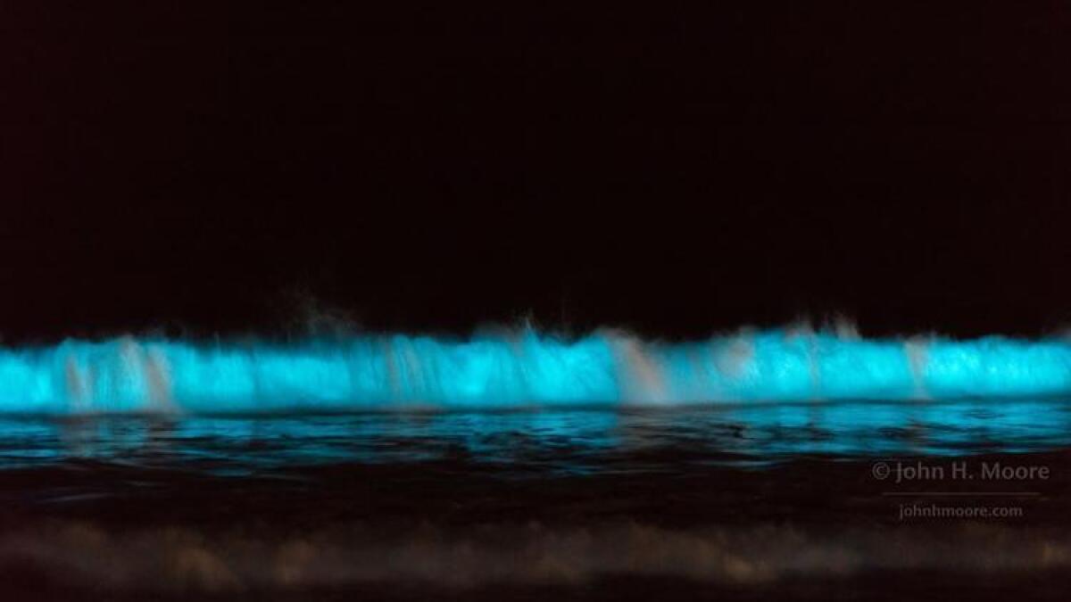 Image result for bioluminescence la jolla