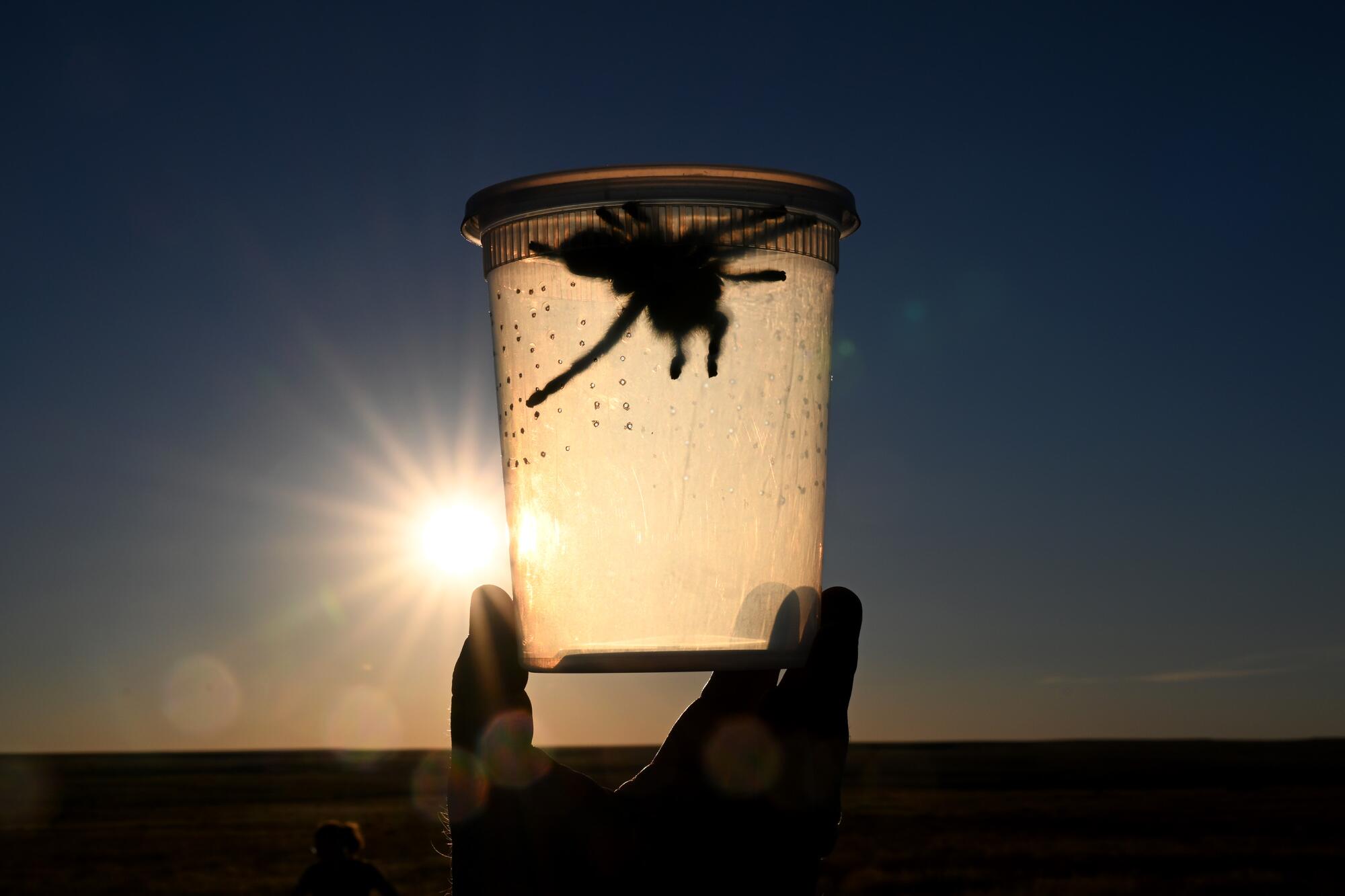 A tarantula in a plastic cup with breathing holes is silhouetted by the sun 