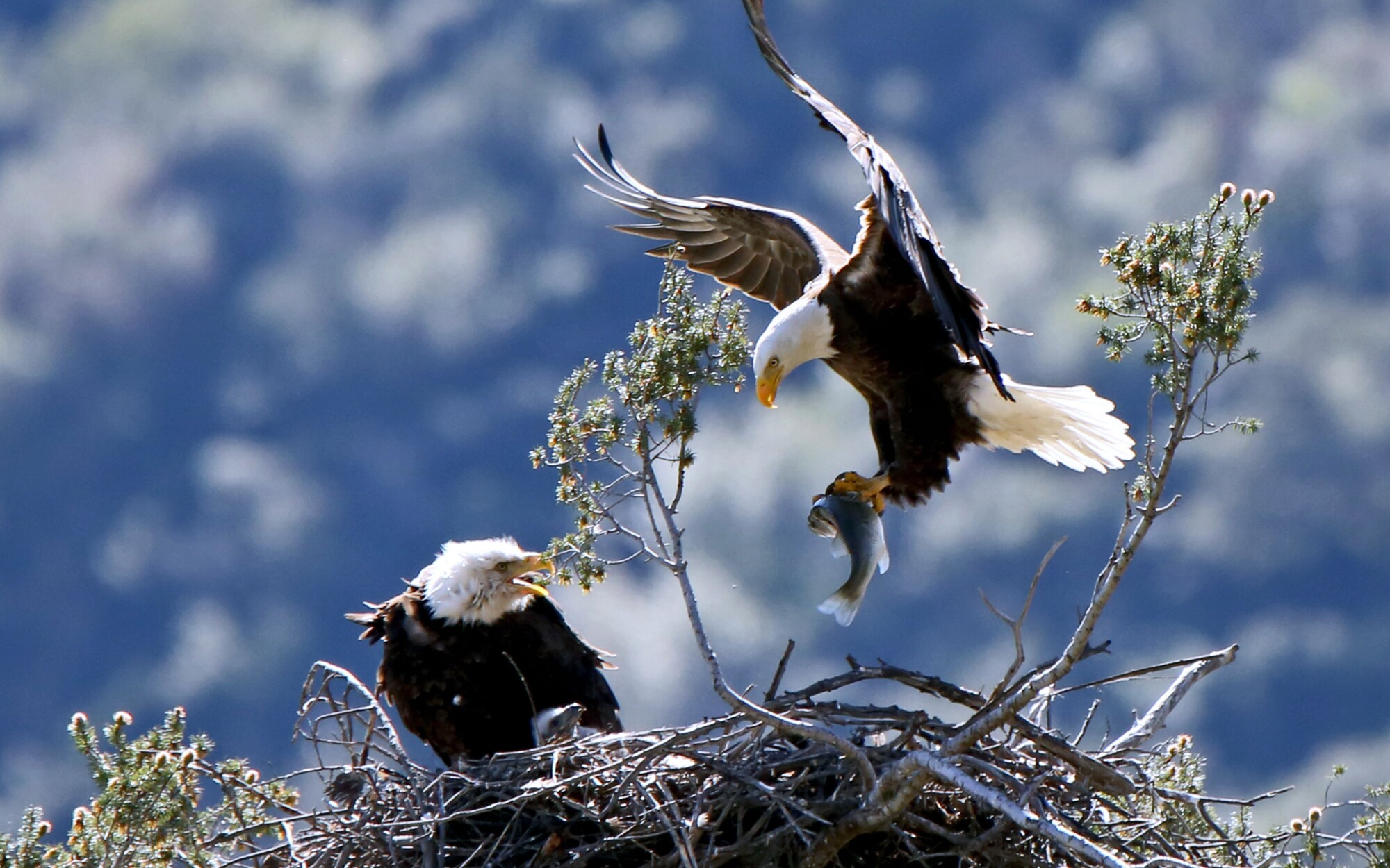 Bald Eagles Have Found Themselves A New Home Suburbia Los