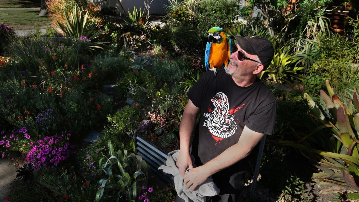 David Pixley, with his macaw, Casper, on his shoulder, looks over his colorful mix of low-water flowers, cacti and succulents.