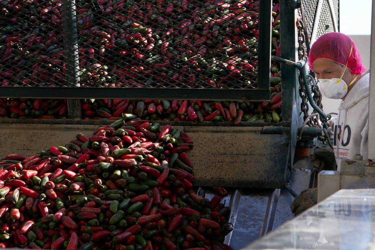 A Huy Fong Foods employee oversees chiles being unloaded at the company's Sriracha-producing plant in Irwindale.