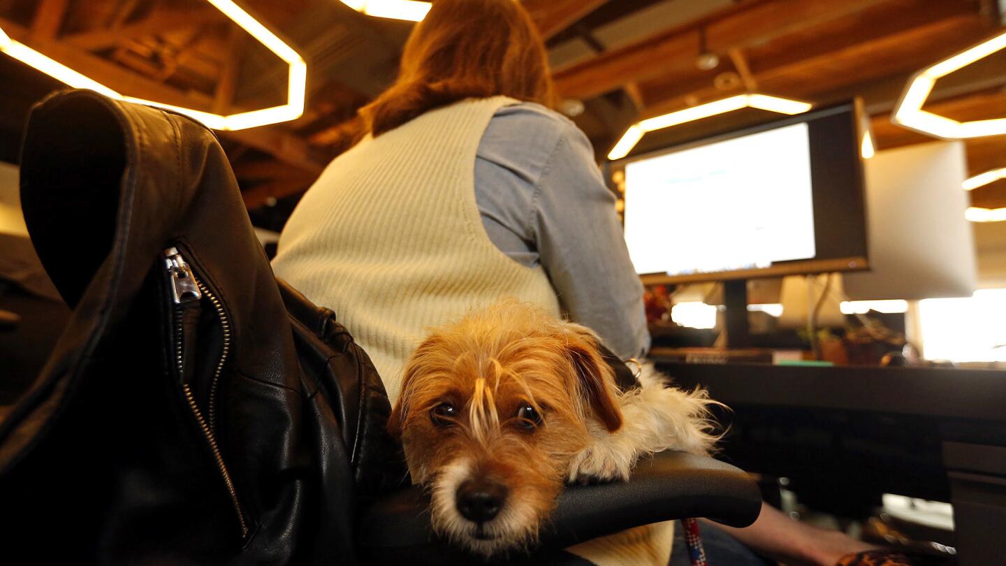 Dog friendly offices become more mainstream