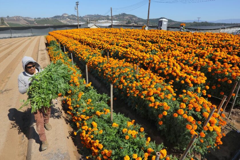 A worker harvests marigolds on a farm in Morro Hills in 2018.