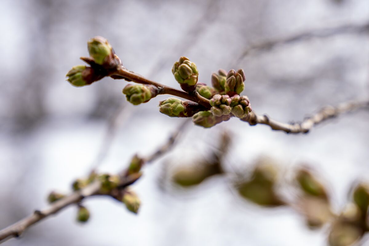 Buds of cherry blossoms along the Tidal Basin in Washington, Thursday, March 10, 2022. (AP Photo/Andrew Harnik)