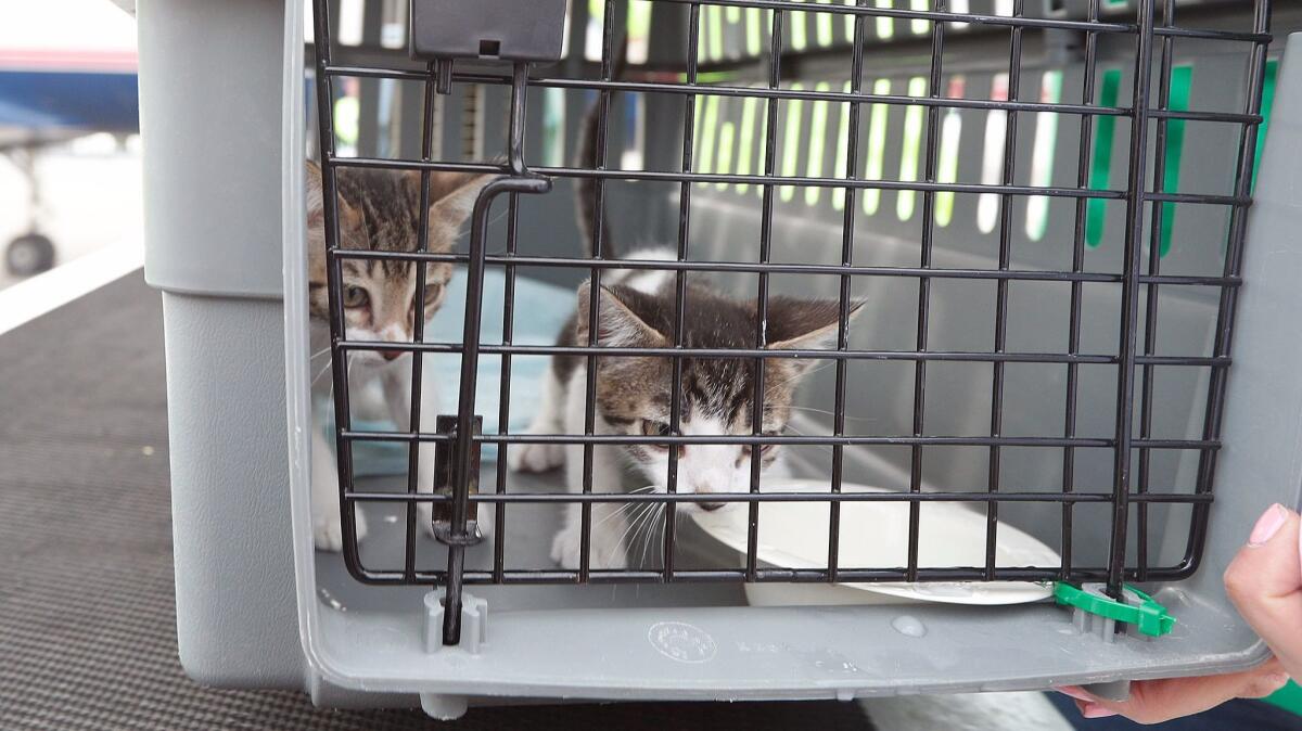 A crate with kittens is unloaded from a plane filled with pets flown from Houston, TX at Atlantic Aviation in Burbank on Thursday, November 16, 2017.