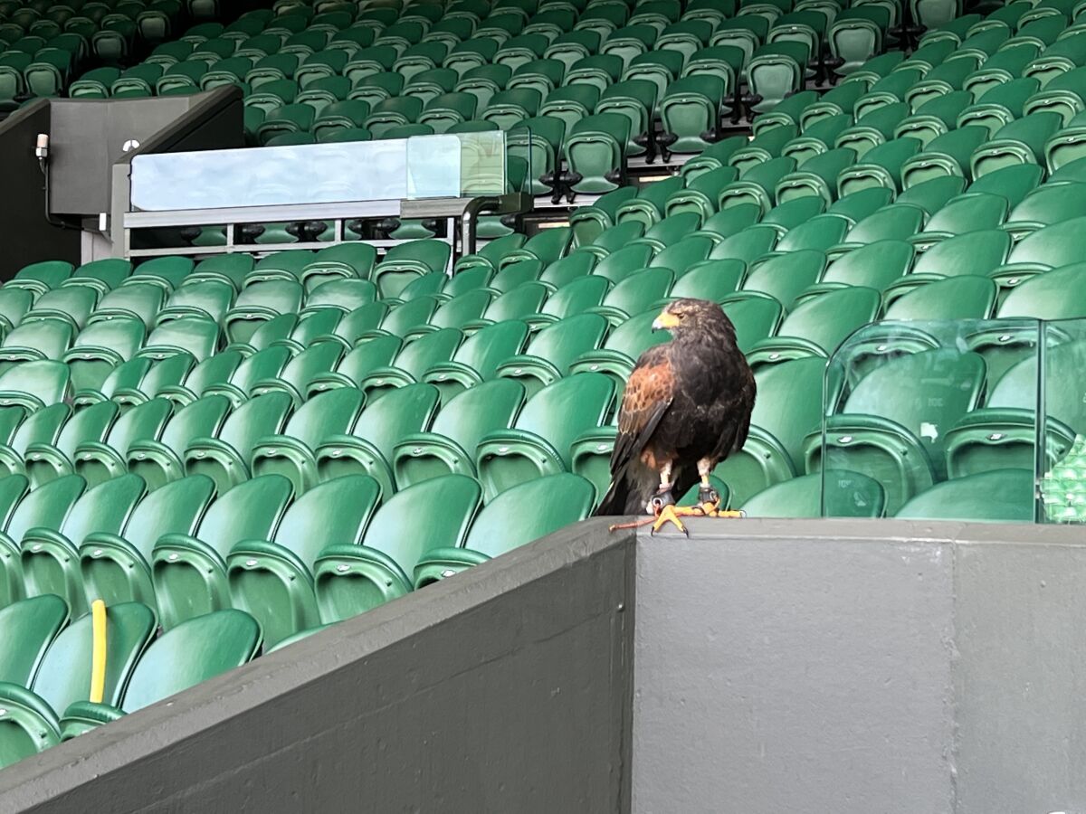 Rufus, the Harris' hawk who patrols Wimbledon, often hops from seat to seat or perches to view Centre Court.