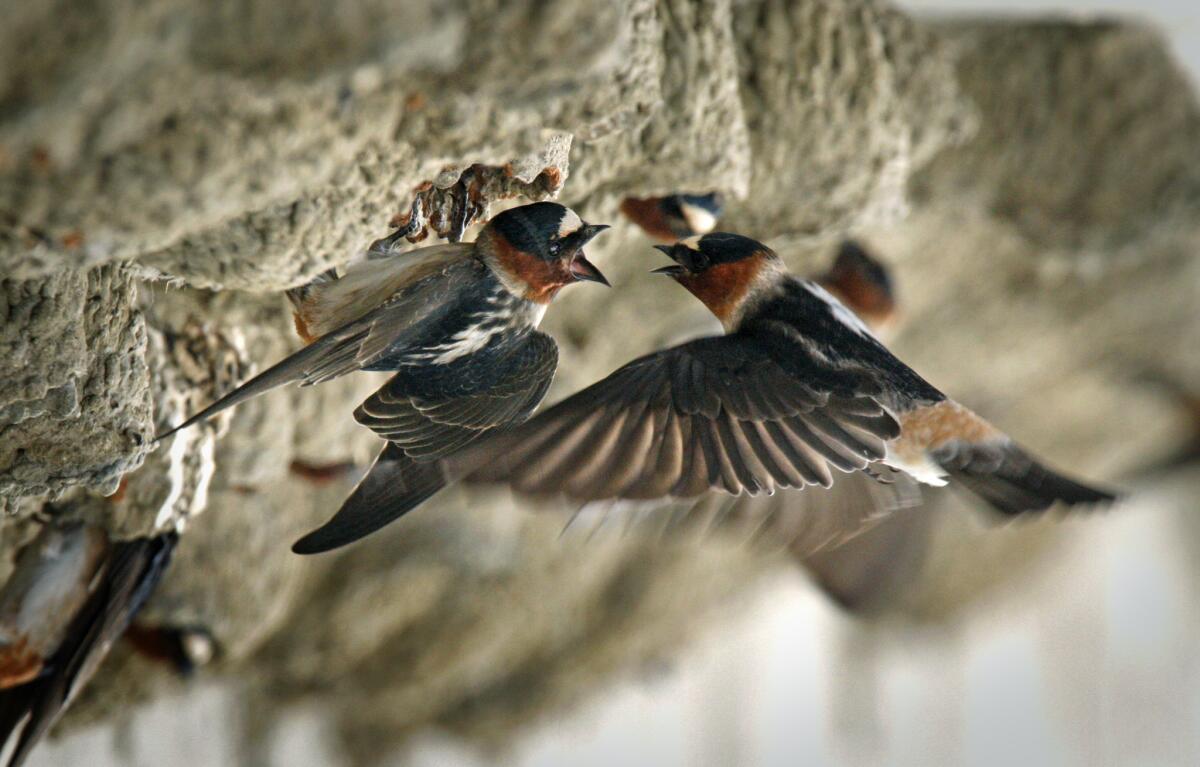 Cliff swallows take food to hatchlings in a mud nest beneath a bridge in Oceanside, Calif. Researchers say evidence suggests highway-dwelling swallows have evolved shorter wingspans that help them avoid cars.