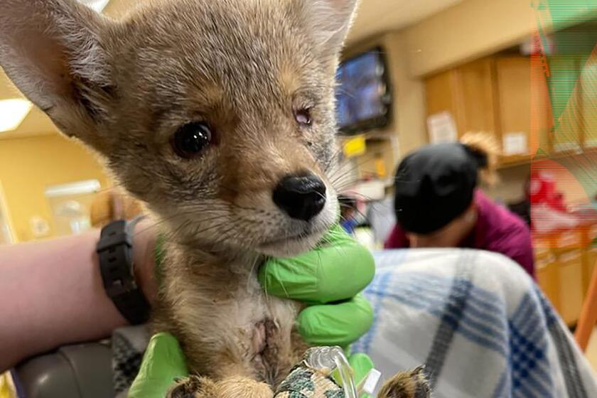 A badly injured coyote pup was rescued by hikers in Palm Springs and nursed back to health