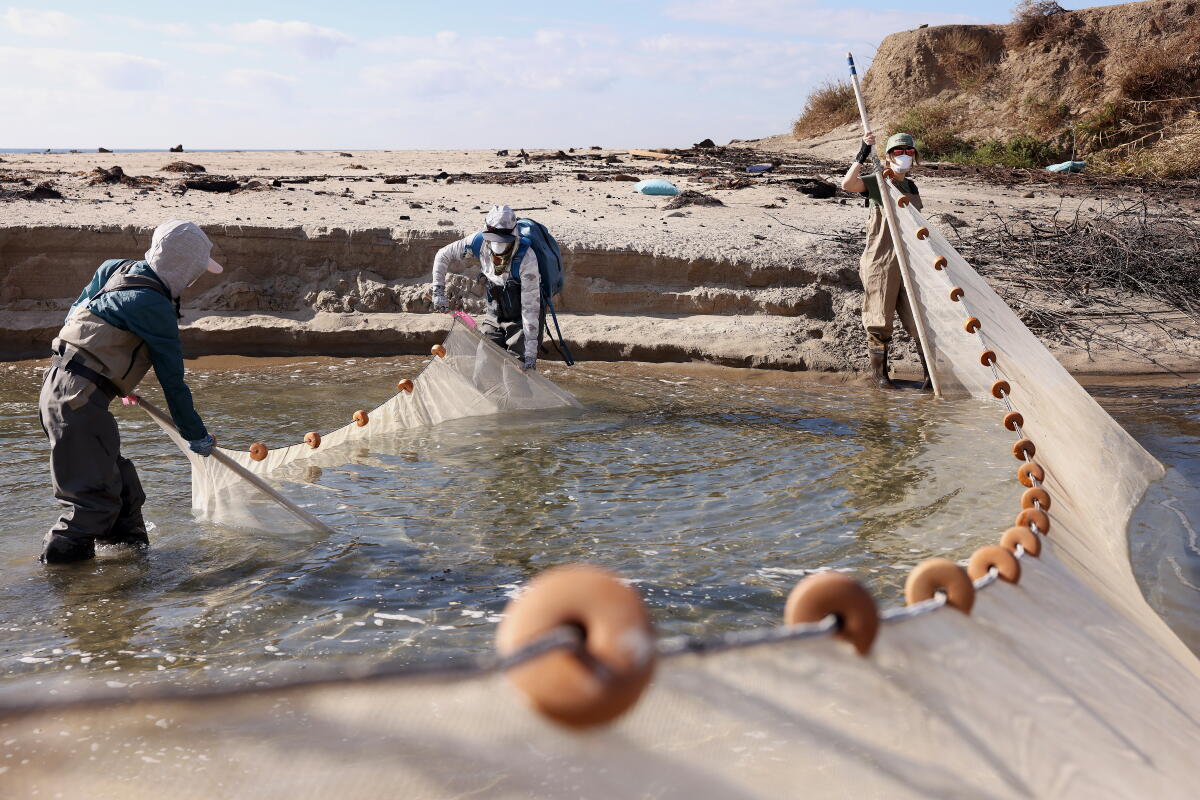 Wild Fish Capture 3 L.A. hikes where you can breathe freely and finally enjoy nature ...