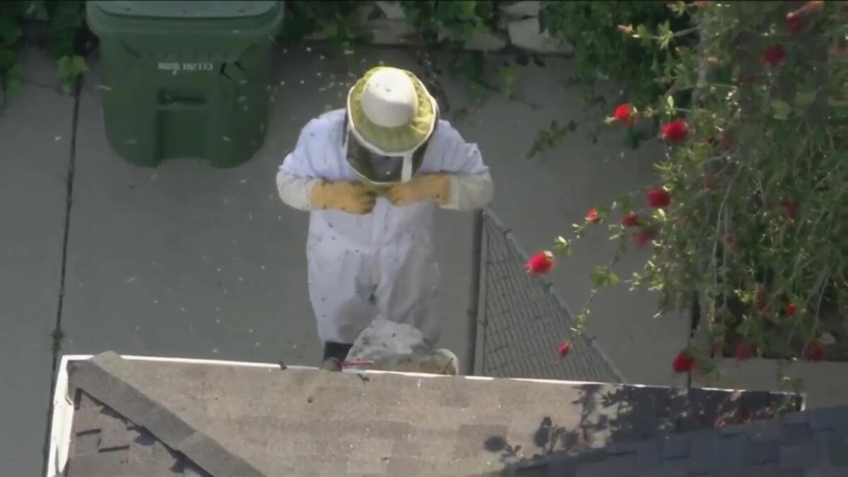 An animal control worker is swarmed by bees.
