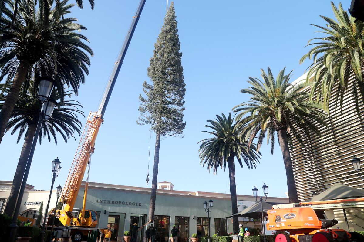 Fashion Island's 90-foot-tall white fir Christmas tree is lowered by a crane into place.