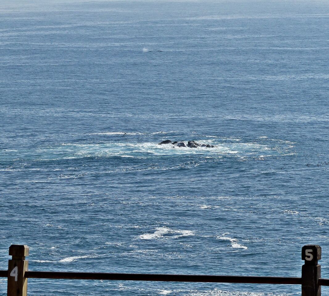 Whalewatching with pros at Point Vicente on the Palos Verdes Peninsula