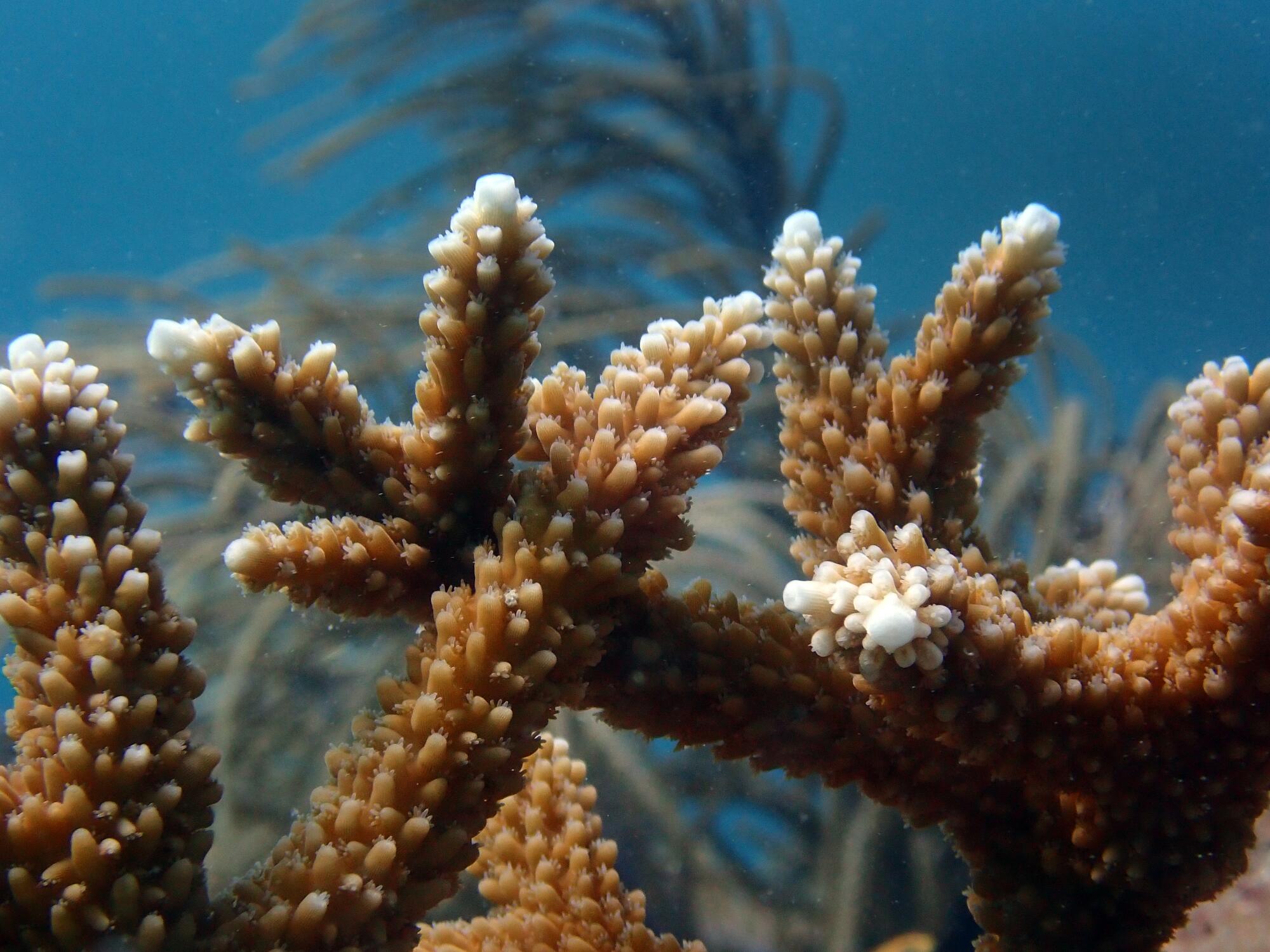 Tips of staghorn coral are turning white.