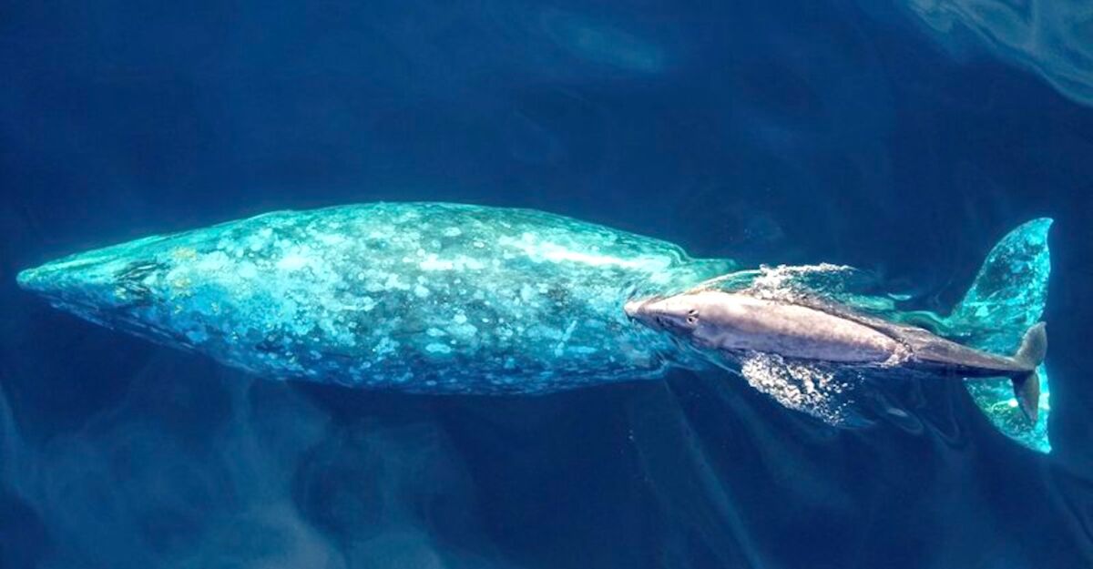 Gray whales are back. Where to go whale watching in ...