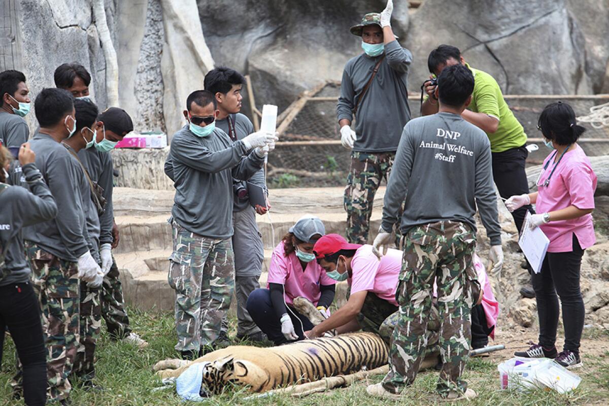 Thailand tiger deaths