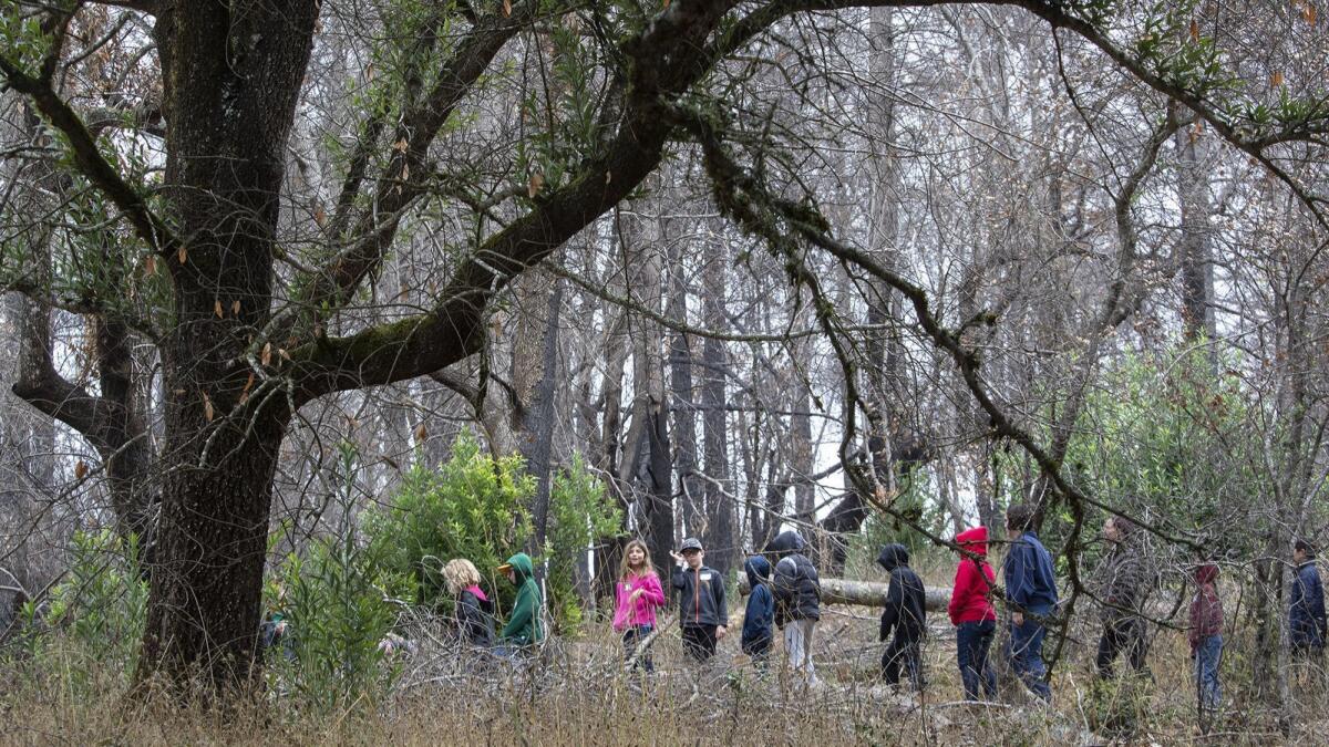 School children on a tour hike among regrowth in a wooded area of charred oaks, Douglas firs and California bay laurels in the Pepperwood Preserve on Oct. 10.