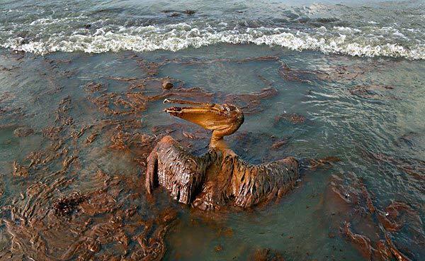 An explosion on the Deepwater Horizon oil well in the Gulf of Mexico on April 20 killed 11 men and began what became the worst oil spill in American history, pouring more than 205 million gallons of crude into the sea. By mid-September, when the gushing well was finally killed, close to 6,000 dead birds had been recovered, along with 584 dead sea turtles.