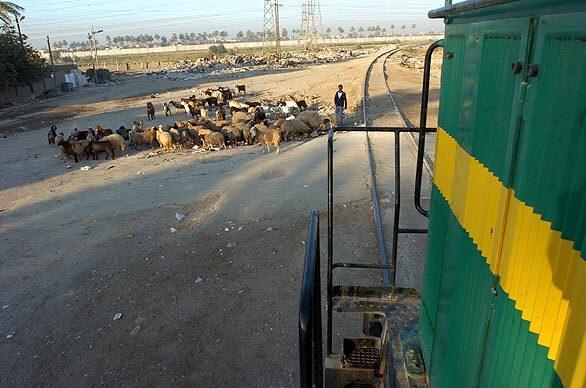 Sheep near Baghdad tracks