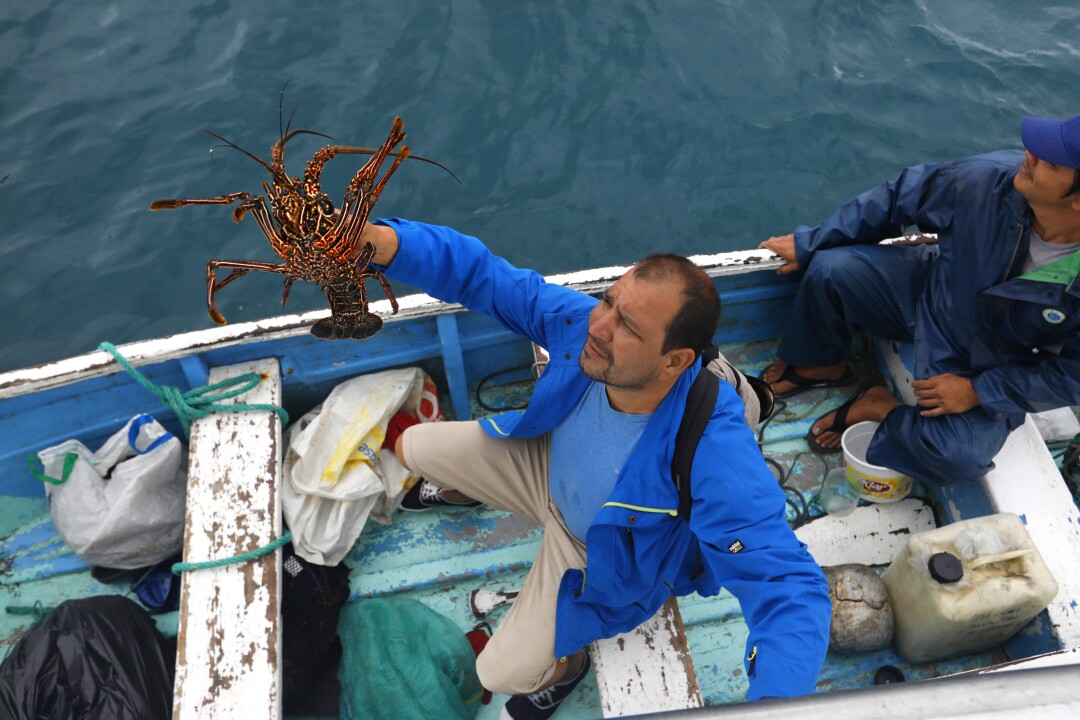 A man in a blue jacket sitting in a small wooden boat raises a lobster above his head