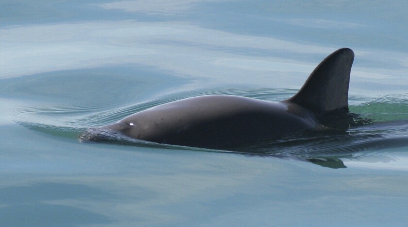  This undated file photo provided by The National Oceanic and Atmospheric Administration shows a vaquita porpoise